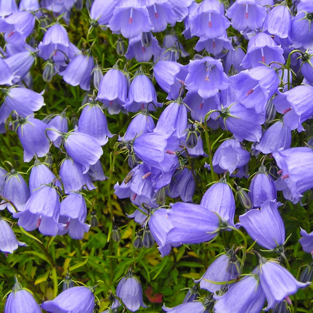 Campanula Blossom