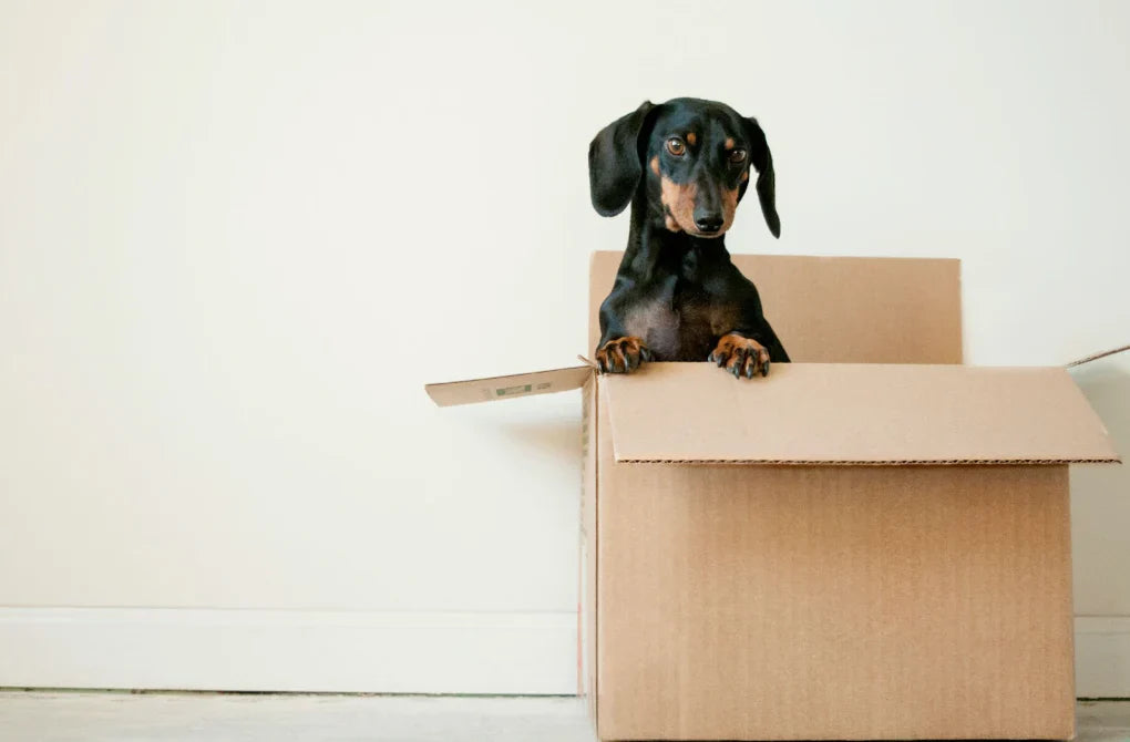 New Home, New Vibe: Your Moving-In Scent Checklist (Pristine Edition)
